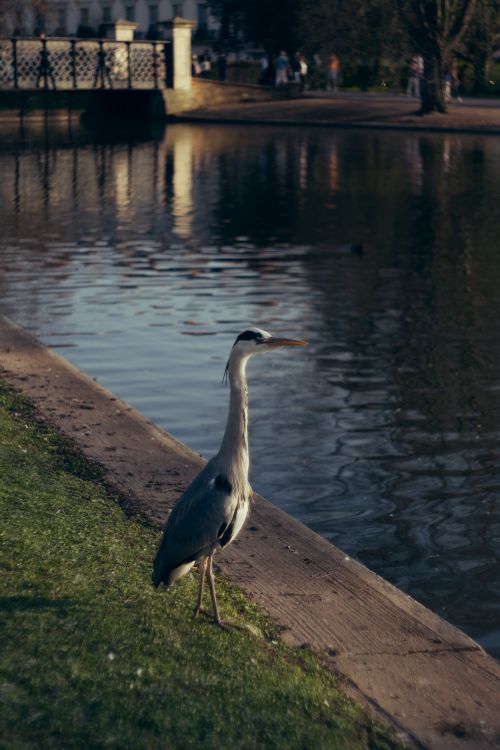 Free A serene heron stands by a river in a tranquil urban park setting, capturing nature's peacefulness. Stock Photo