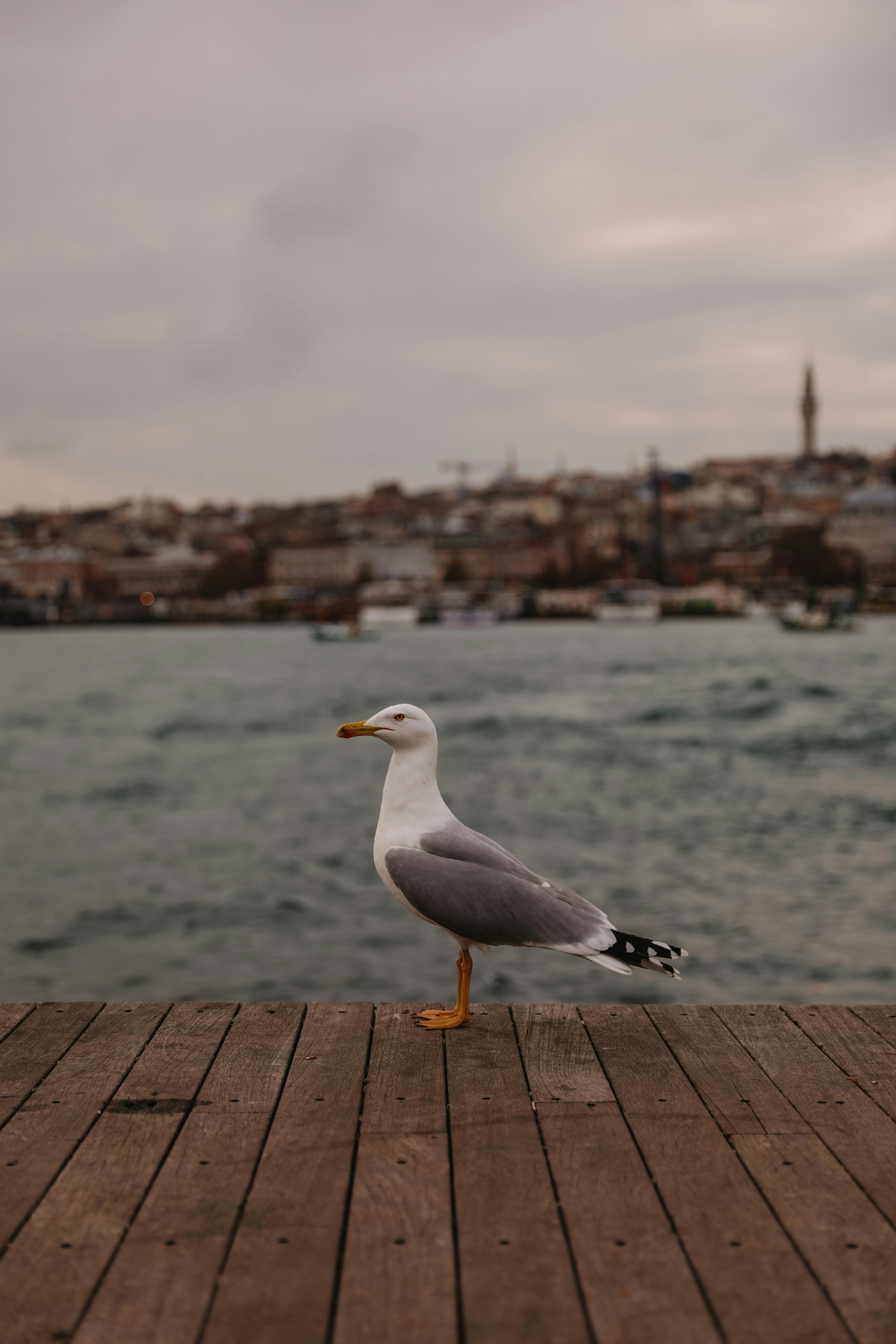 A seagull stands on a wooden dock with a cityscape in the background under a gloomy sky.