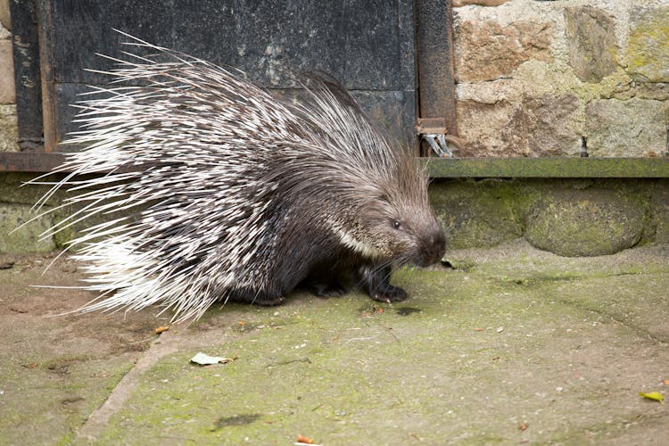 Close Up Of Porcupine