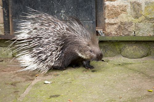 Free A detailed image of a porcupine walking on a stone ground, showcasing its sharp quills. Stock Photo