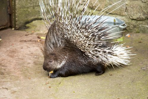 Free African crested porcupine with sharp quills enjoying a meal outdoors on a stone surface. Stock Photo