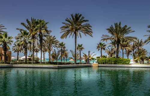 免費 湛藍的天空下的綠色棕櫚樹 圖庫相片