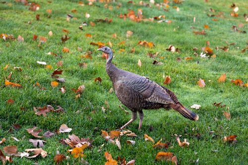 Free A wild turkey strolling through the autumn-colored grass in Southborough, MA, United States. Stock Photo
