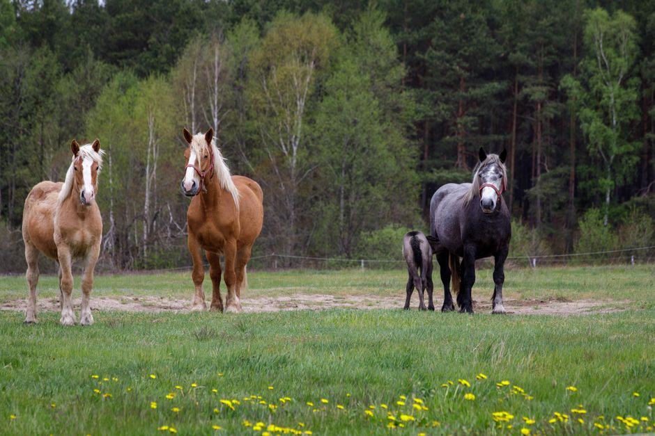 A group of horses, including a foal, standing in a lush green meadow near a forest.