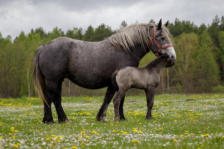 Horse With Colt In Meadow