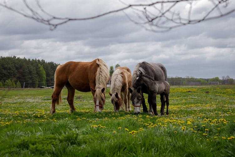 Horses Grazing In Pasture