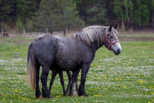 Δωρεάν στοκ φωτογραφιών με αγρόκτημα, αγροτικός, άλογα Φωτογραφία από στοκ φωτογραφιών