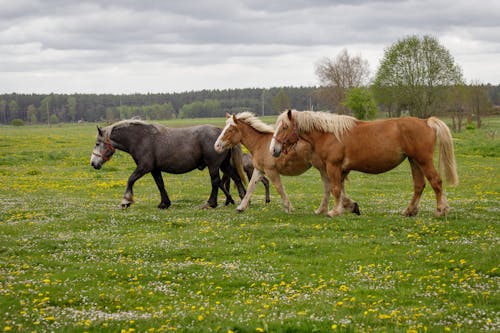 Pferde Auf Der Wiese