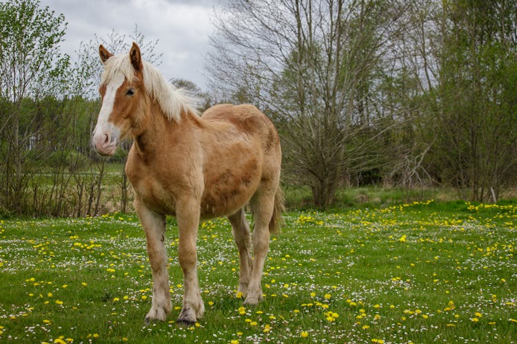 Brown And White Horse Standing On Grassland 