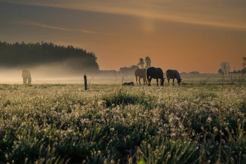 Základová fotografie zdarma na téma farma, fotografování zvířat, hřebci