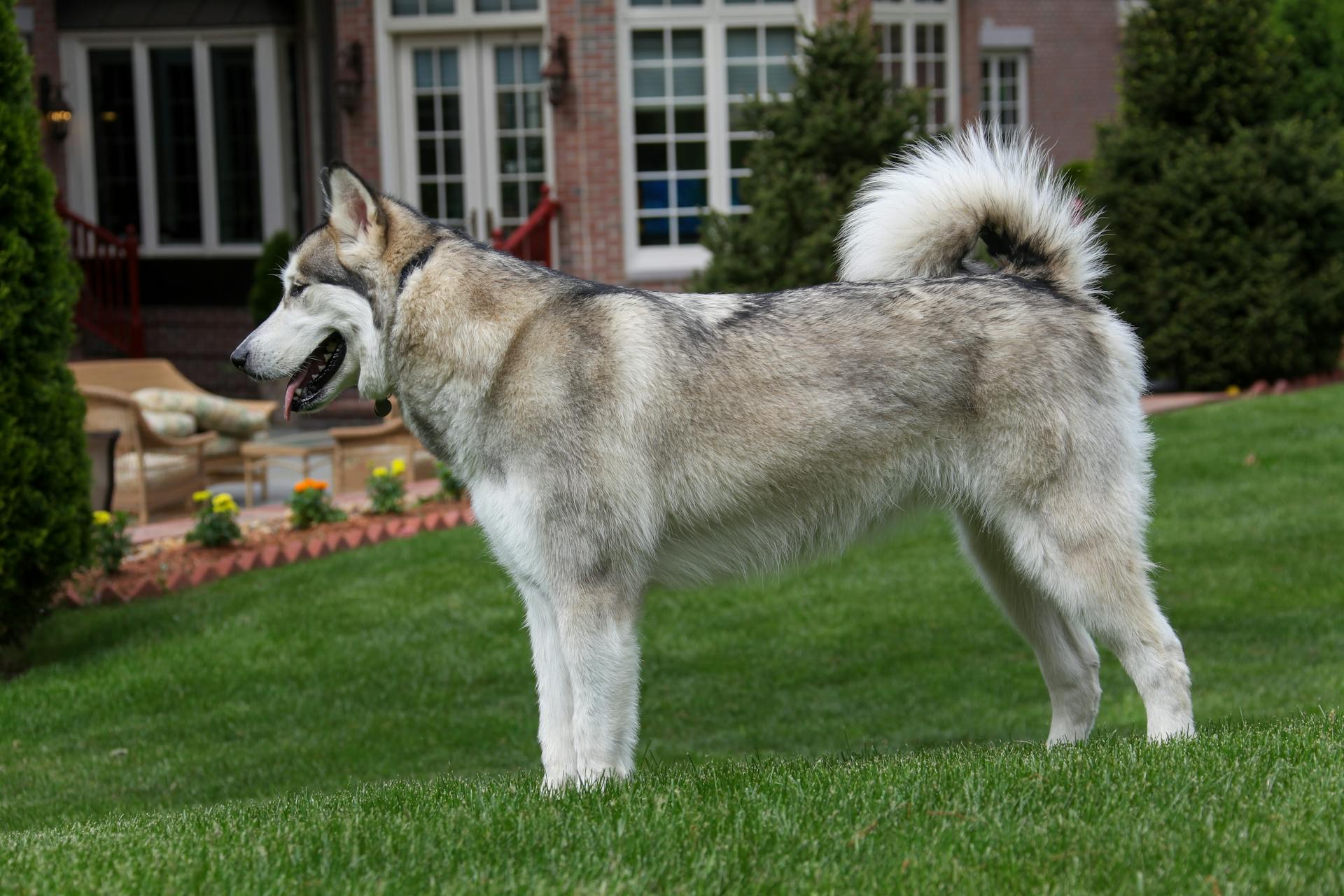 Zicht van een Alaskan Malamute op groen gras