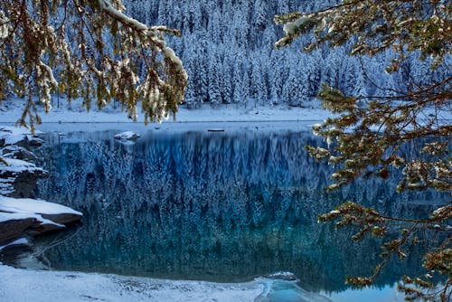 Snow Covered Trees Beside the River