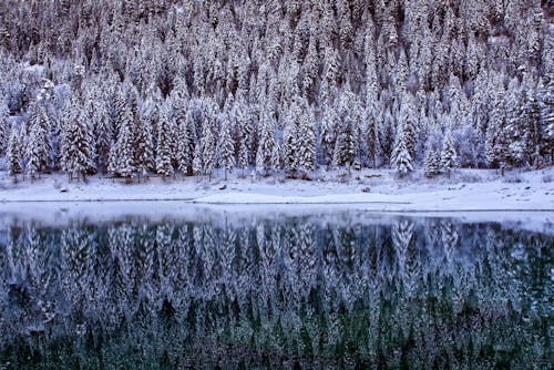 ağaçlar, buz tutmuş, doğa içeren Ücretsiz stok fotoğraf
