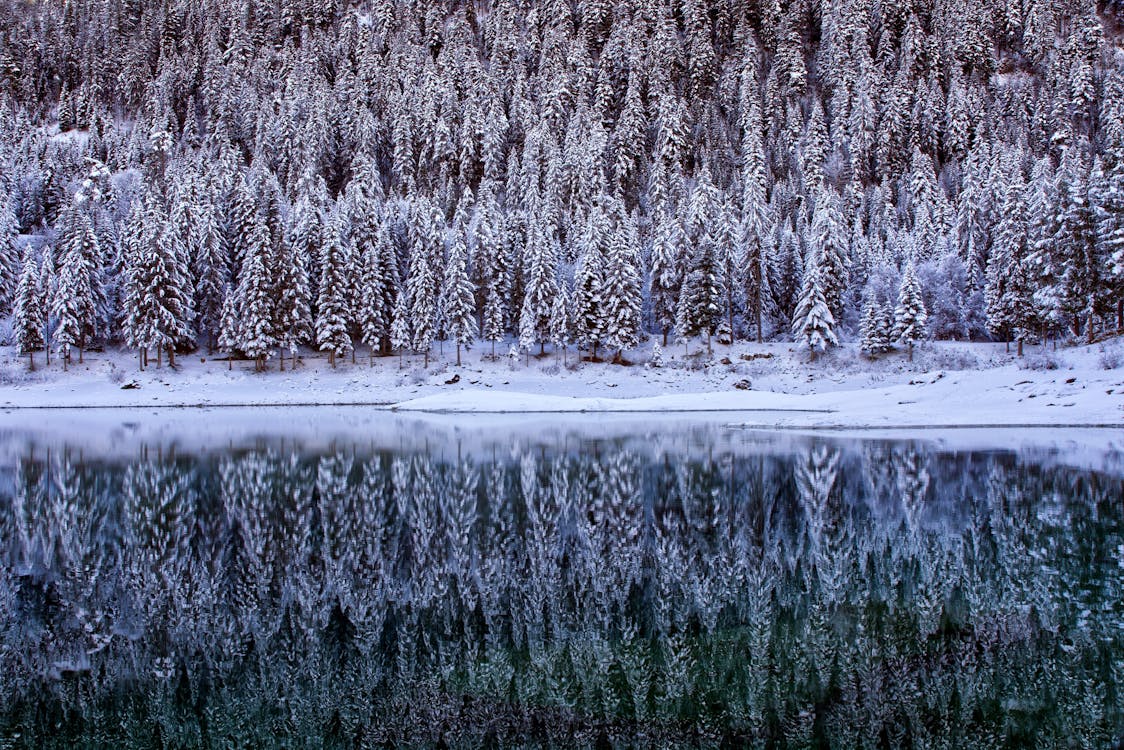Winter Forest Reflecting in the Water