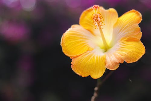 Yellow Flower in Bloom
