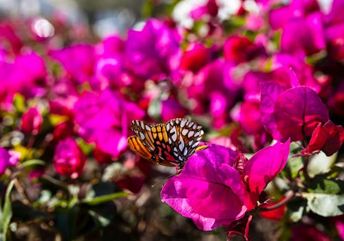 Ingyenes stockfotó hoja, insecto, mariposa témában