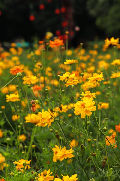 cosmos sulphureus, 入侵植物, 垂直拍摄 的 免费素材图片