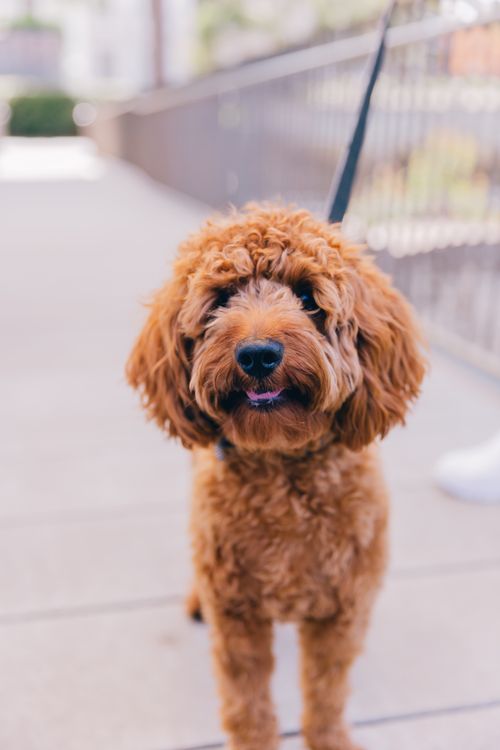 Free Cute poodle on a leash, perfect for pet and animal lovers. Ideal for mobile wallpaper. Stock Photo