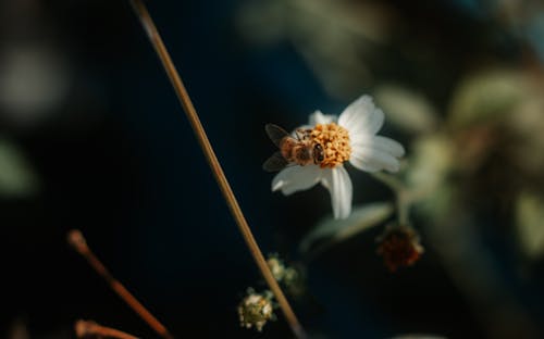 Foto d'estoc gratuïta de flor, insecte, pol·linització