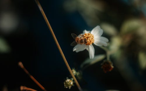 A Honey Bee on a Flower 