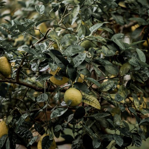 Lemon
