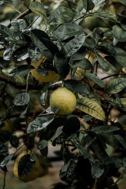 Free Natural green citrus tree with fresh fruits and leaves in a moody setting. Stock Photo