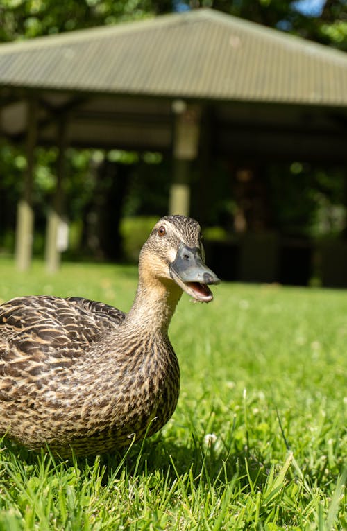 Duck on Grass
