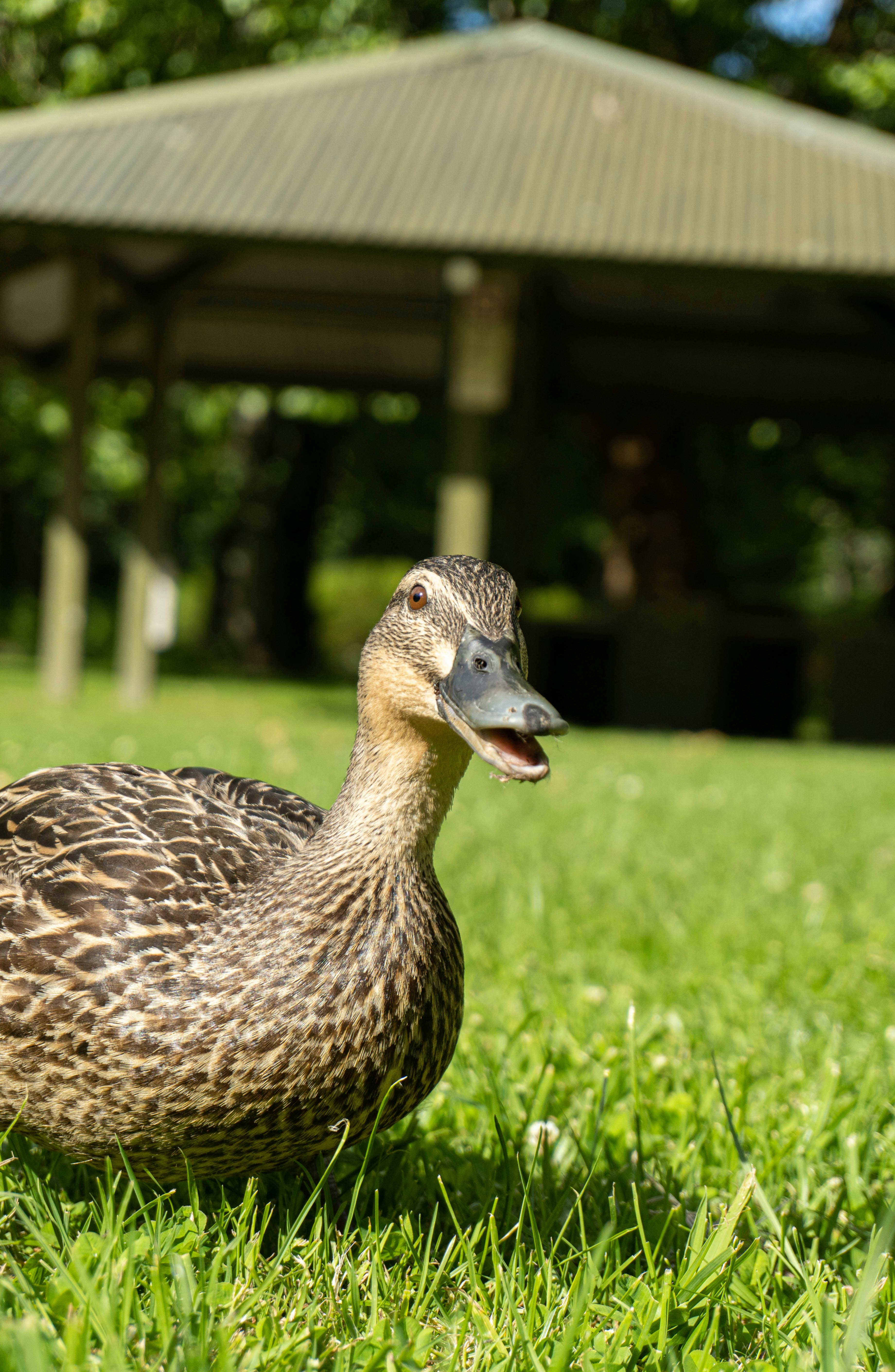 smiling duck