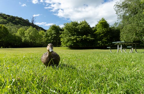 Duck on Grass Field