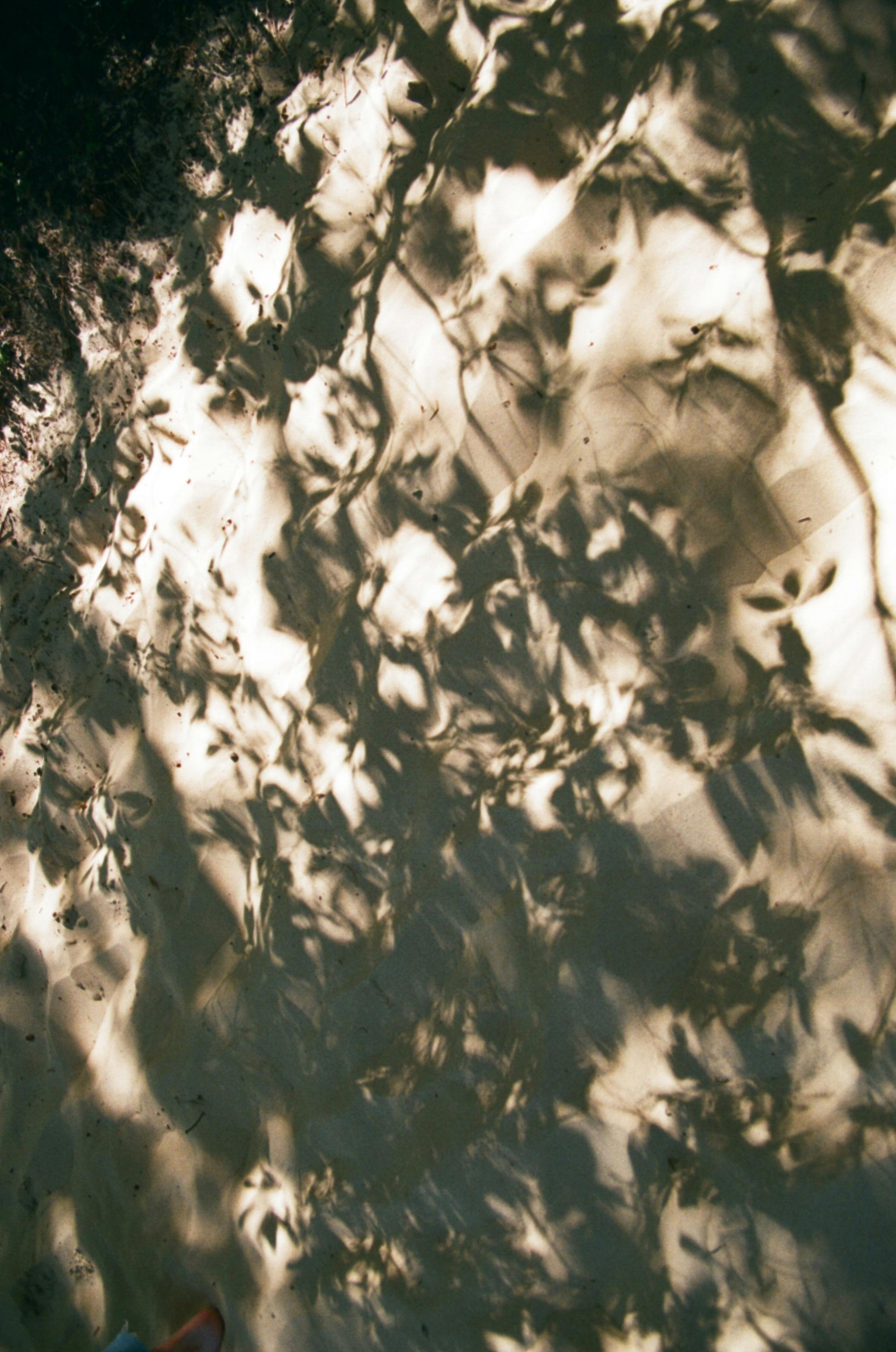 Artistic shadow play of leaves on a sunlit wall, creating abstract patterns.