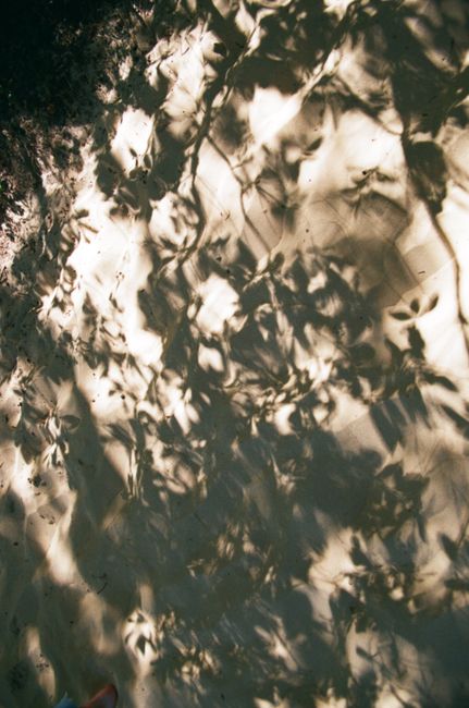 Artistic shadow play of leaves on a sunlit wall, creating abstract patterns.