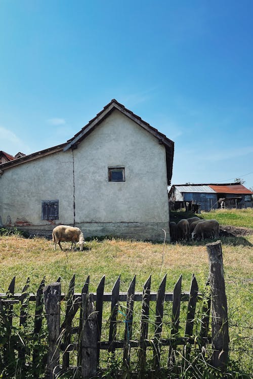Flock of Sheep Grazing in Front of a Farmhouse