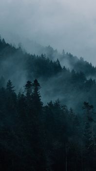 A dark and misty forest landscape captured in Port Angeles, WA, USA.