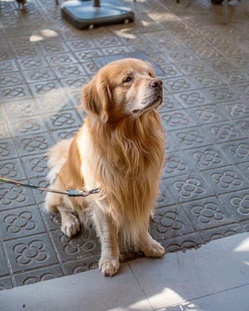 A Golden Retriever on a Leash 