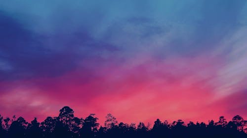 Silhouette Photo of Trees during Golden Hour