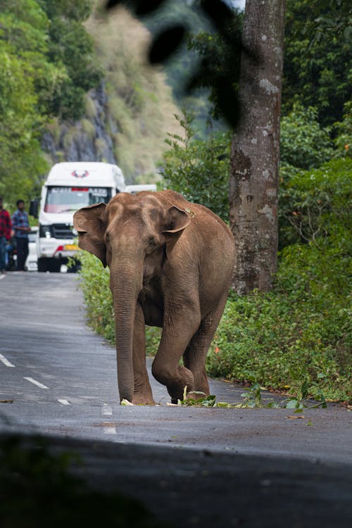 Foto d'estoc gratuïta de caminant, carretera, elefant africà