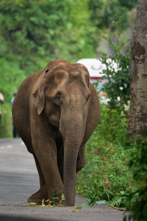 Elephant Walking on the Street