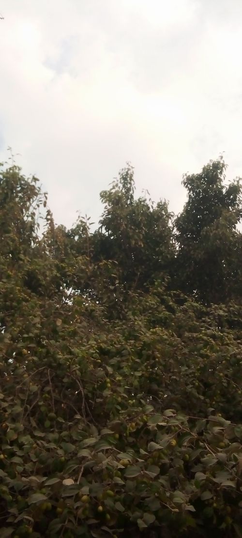 Free Green tree Stock Photo