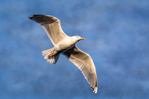 Kostenloses Stock Foto zu fliegen, himmel, möwe