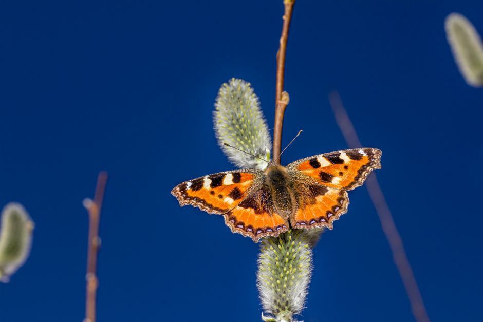 Close-up of an orange butterfly on a plant with a vivid blue sky background, showcasing nature's beauty.