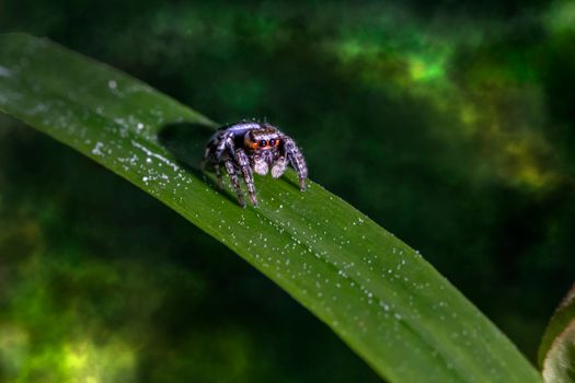 Vibrant macro image of a jumping spider perched atop a dewy green leaf.