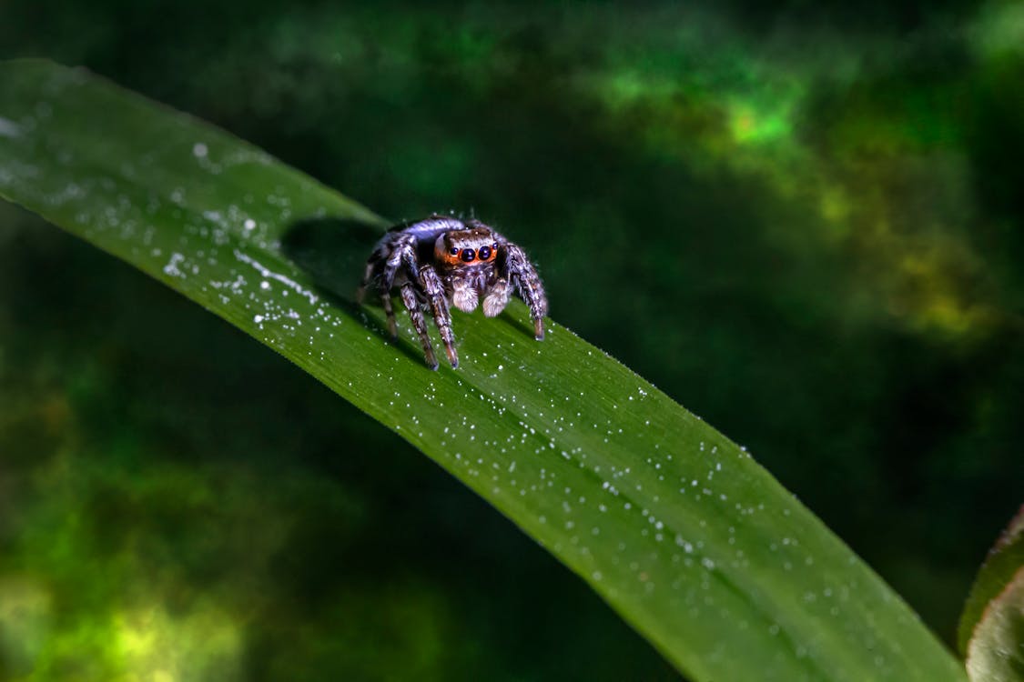 Spider on a Green Leaf in Macro Shot