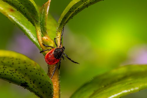 Bug on Green Leaves