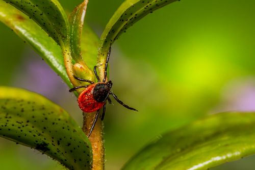 Free High-resolution image of a red beetle crawling on vibrant green leaves, captured in nature. Stock Photo
