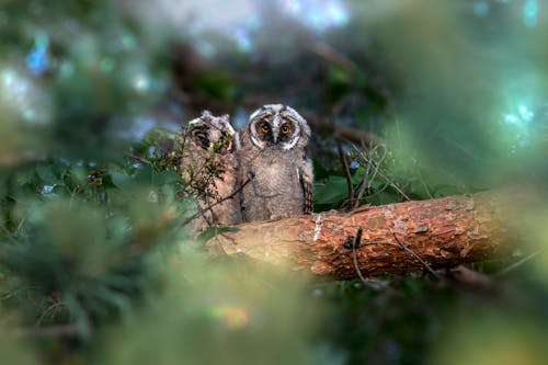 Owls on Tree