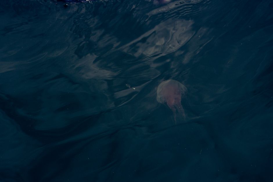Scientists Film Snailfish at Record-Breaking 8,336 Meters in Izu-Ogasawara Trench