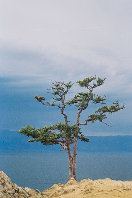 A lone tree stands resiliently on a cliff overlooking the tranquil sea.