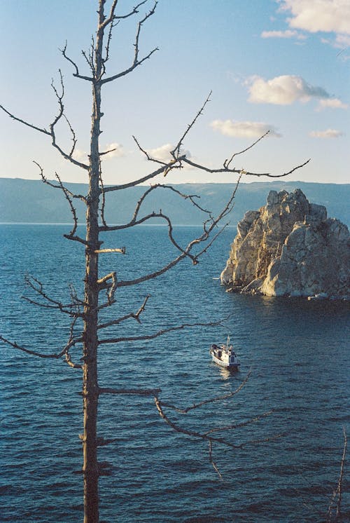 Foto d'estoc gratuïta de arbre, barca, cel clar