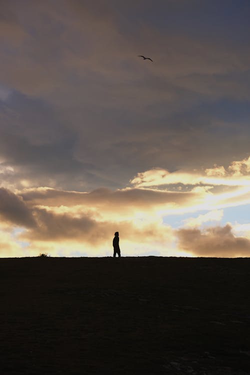 Foto profissional grátis de ave, céu nublado, escuro