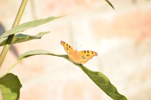 Butterfly on Green Leaf